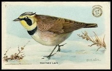 7 Horned Lark